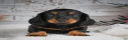 Miniature Dachshund dogs for sale: AKC-Gibson - Ad 4