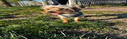 Yorkshire Terrier dogs for stud: KREED - Ad 2