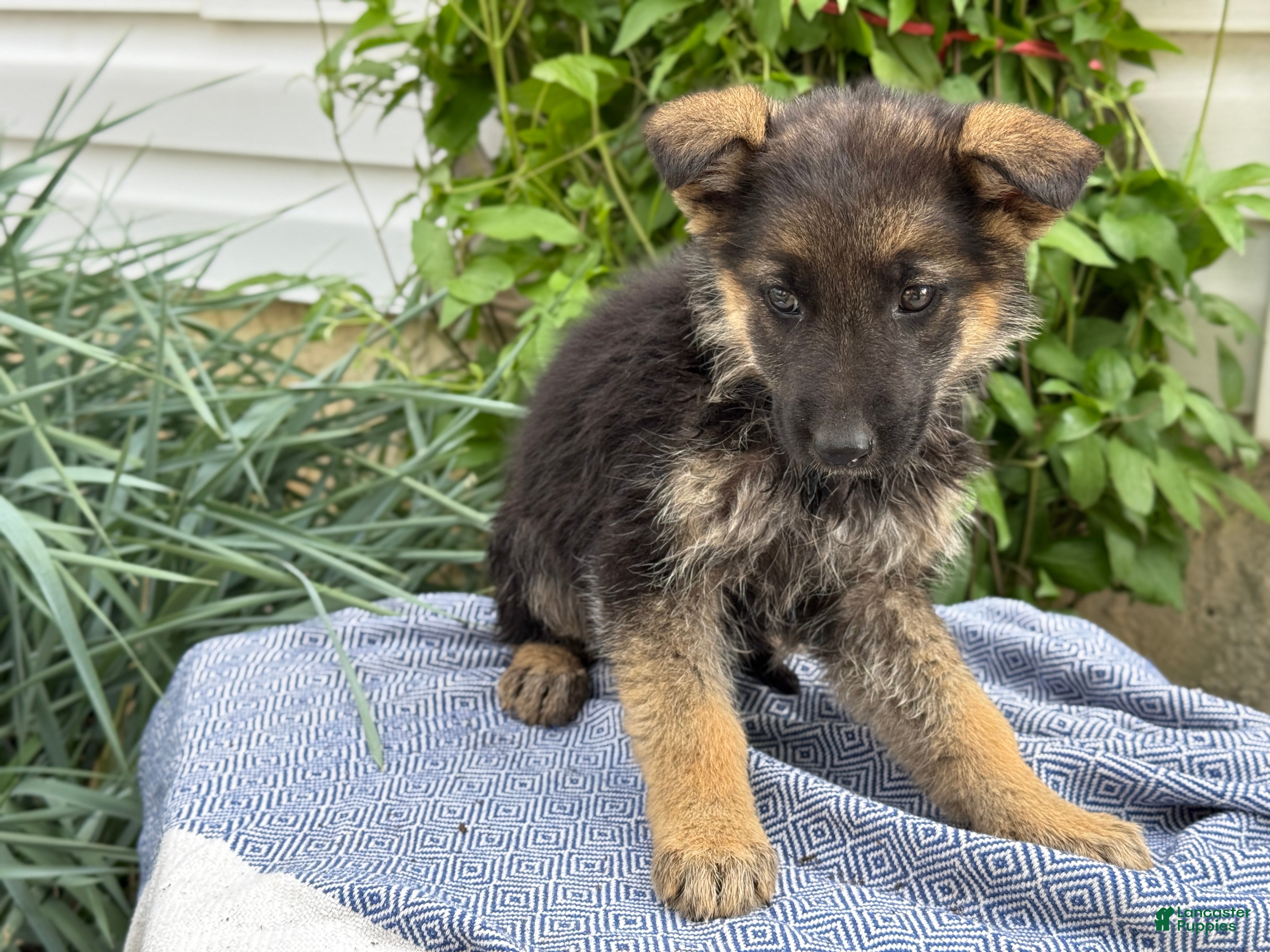 German Shepherd dogs Goldie - Ad 1