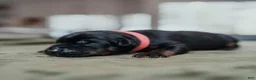 Doberman Pinscher dogs for sale: Obsidian Wildfire’s Pyre - Ad 1
