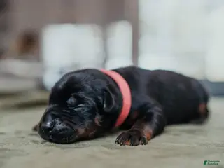 Doberman Pinscher dogs Obsidian Wildfire’s Pyre - Ad 2