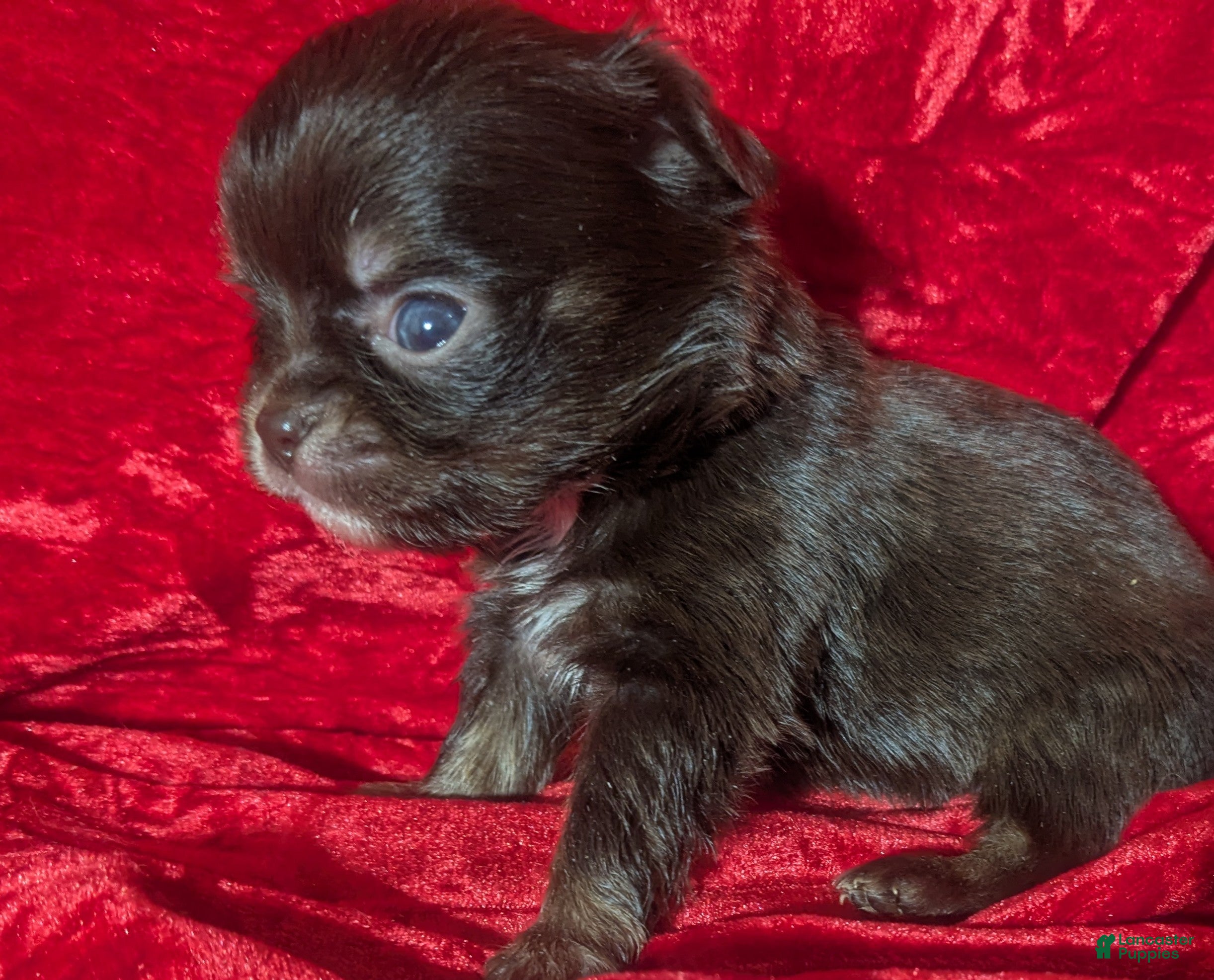 Chihuahua dogs Tiny Reese LC  Male  - Ad 16