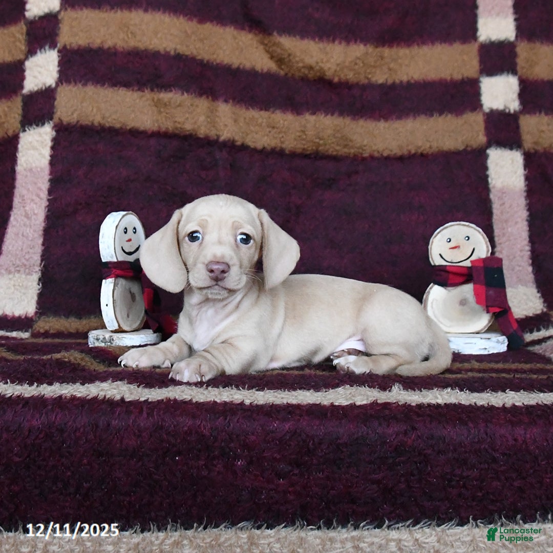 Dachshund dogs for sale: Coconut - Ad 4