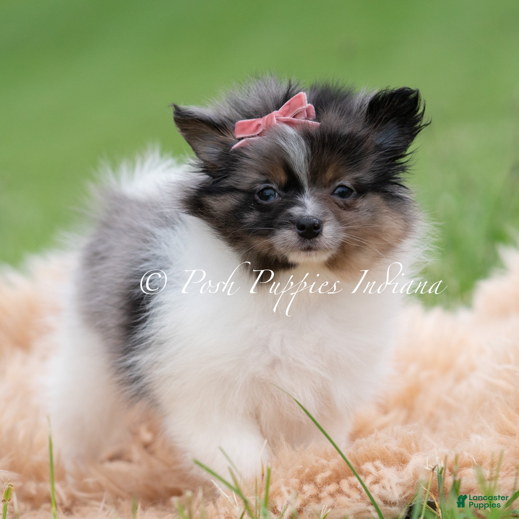 Pomeranian dogs for sale: Fuji AKC - Ad 4