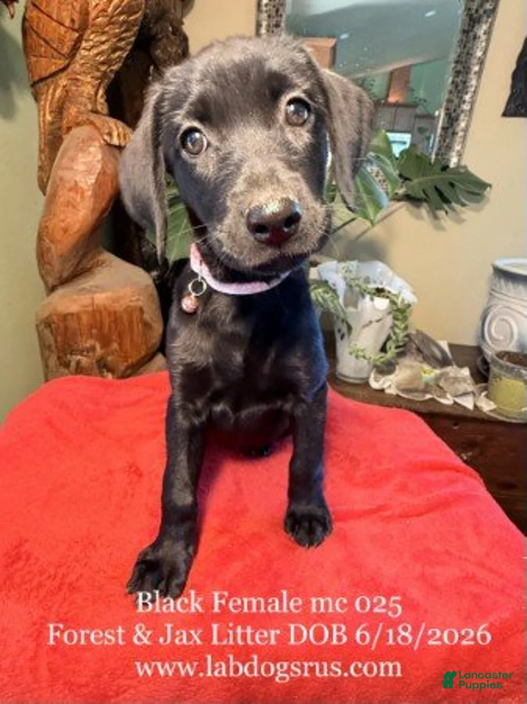 Labrador Retriever dogs for sale: Girl 1 - Ad 1