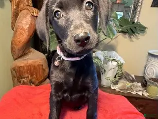 Labrador Retriever dogs Girl 1 - Ad 28