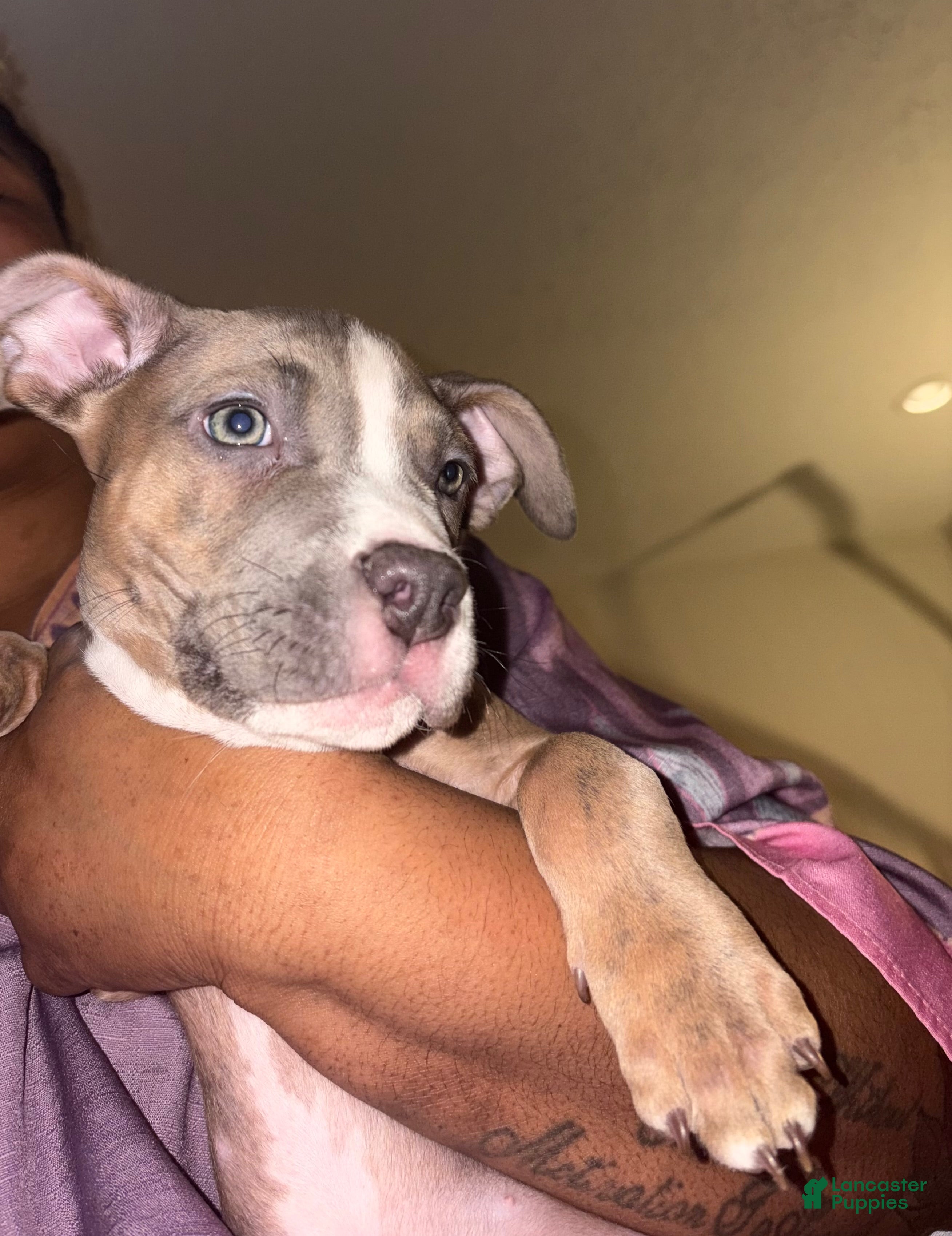 Staffordshire Bull Terrier dogs Staffordshire Bull Terrier Puppy 4 - Ad 1