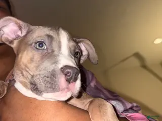 Staffordshire Bull Terrier dogs for sale: Staffordshire Bull Terrier Puppy 4 - Ad 3