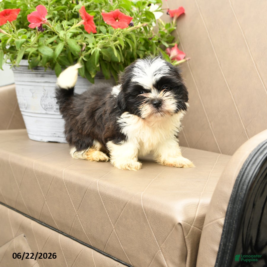 Shih Tzu dogs Gizmo - Ad 2