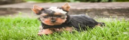 Yorkshire Terrier dogs for sale: Aspen - Ad 6