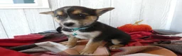 Australian Cattle Dog dogs for sale: Australian Cattle Dog 9 Blue Moon - Ad 7