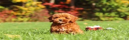 Cockapoo dogs for sale: Willow - Ad 2