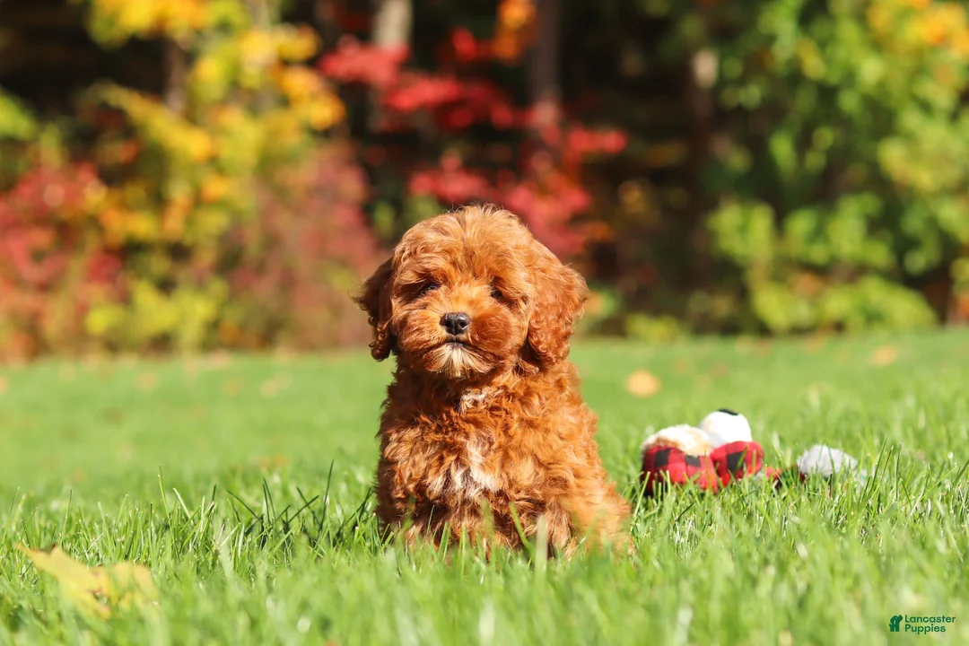 Cockapoo dogs for sale: Willow - Ad 2