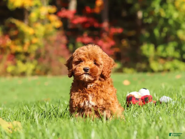 Cockapoo dogs Willow - Ad 2