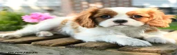 Cavalier King Charles Spaniel dogs for sale: Maisie - Ad 1