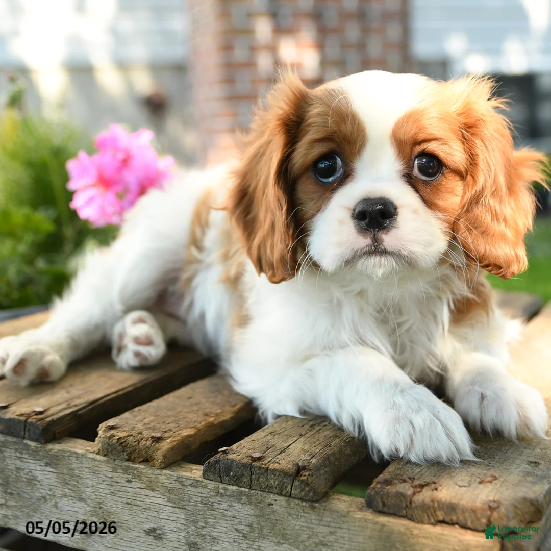 Cavalier King Charles Spaniel dogs for sale: Maisie - Ad 1