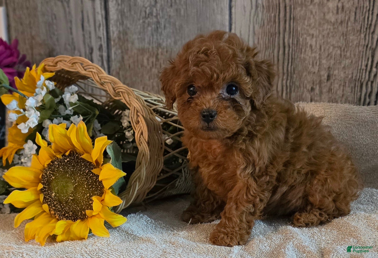 Toy Poodle dogs Ronald - Ad 1