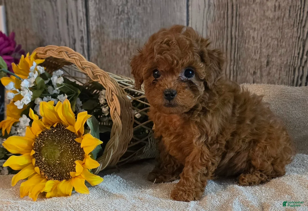 Toy Poodle dogs for sale: Ronald - Ad 1