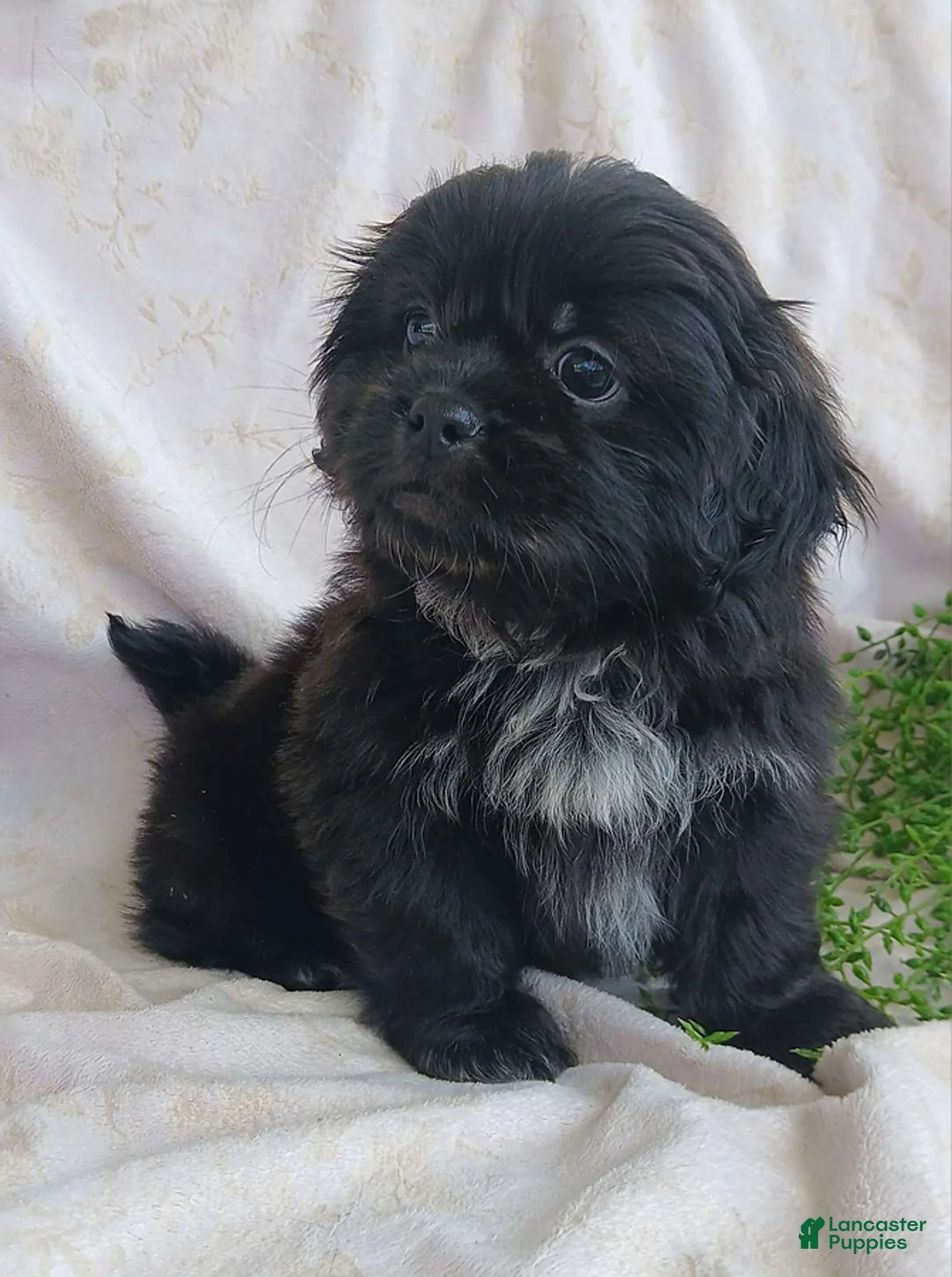 Teddy Bear dogs for sale: Buster - Ad 6