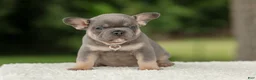 French Bulldog dogs for sale: Dallas - Ad 3
