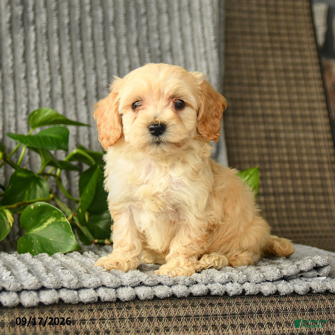 Bichpoo dogs Chris - Ad 2