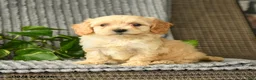 Bichpoo dogs for sale: Chris - Ad 2