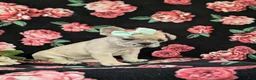 French Bulldog dogs for sale: Reba - Ad 4