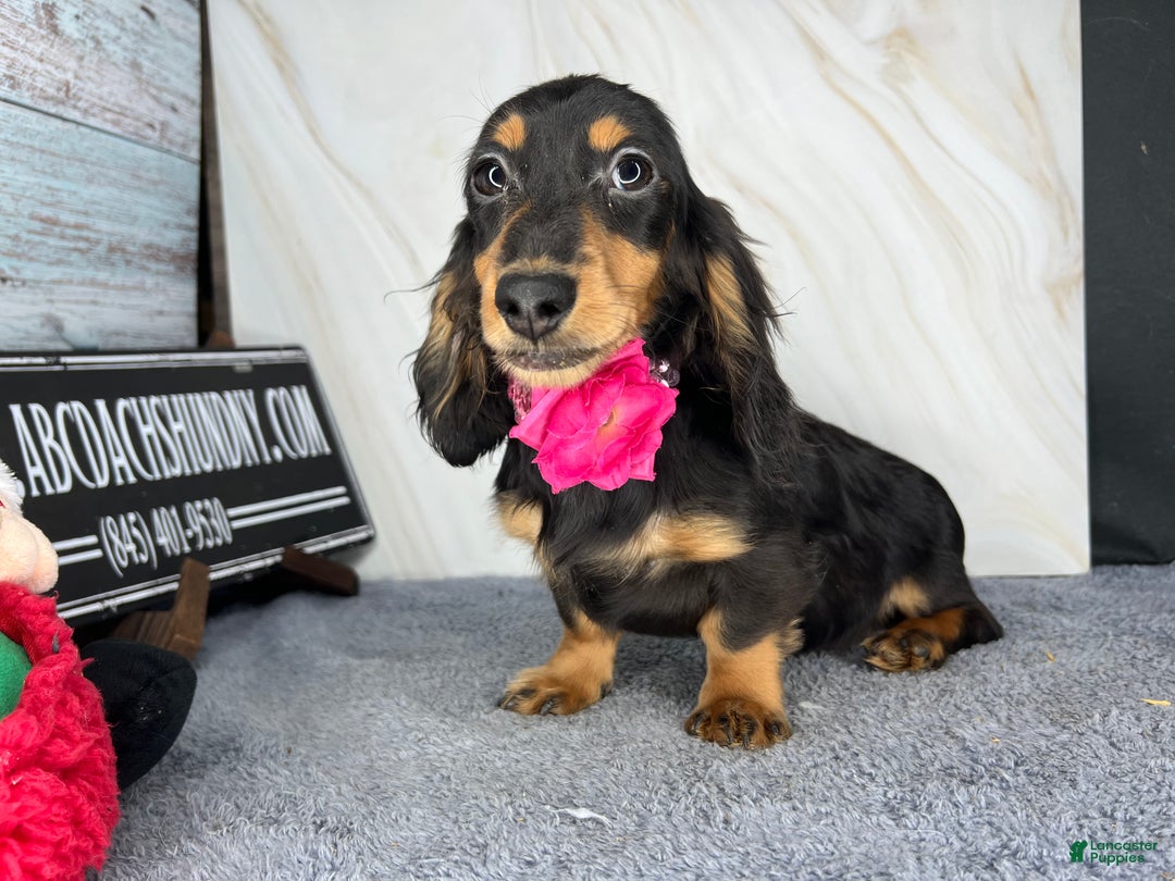Miniature Dachshund dogs for sale: Import champion blood - Ad 17