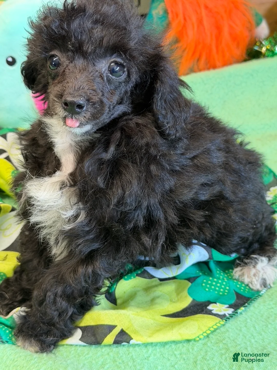 Toy Poodle dogs for sale: Lady - Ad 2