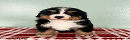 Bernese Mountain Dog dogs for sale: Sophie - Ad 1