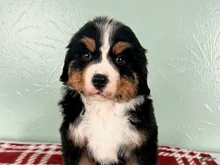 Bernese Mountain Dog dogs Sophie - Ad 19