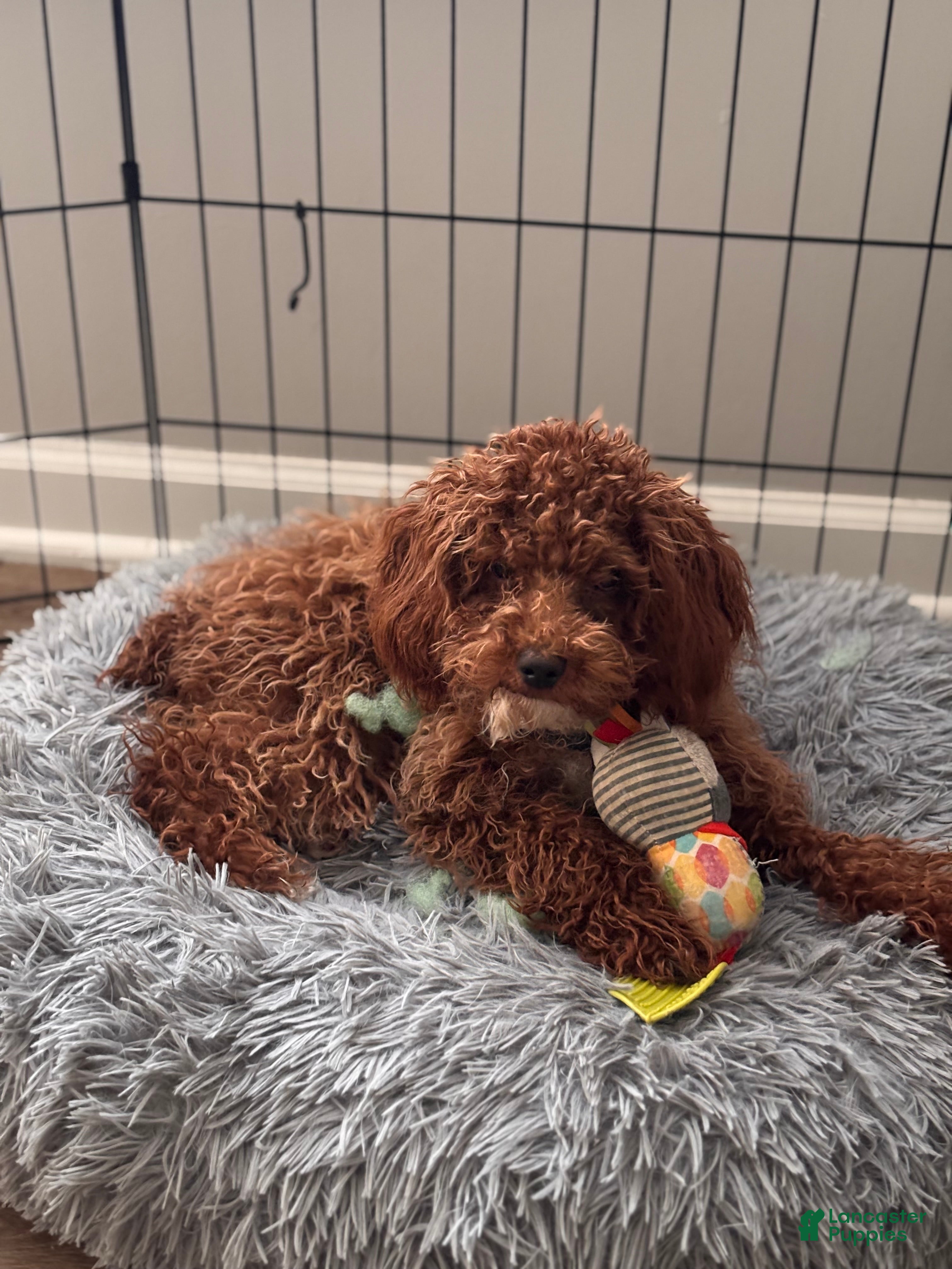 Toy Poodle dogs Scooby - Ad 15