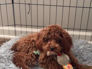 Toy Poodle dogs Scooby - Ad 17