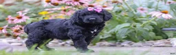 Newfypoo dogs for sale: Mia - Ad 4