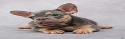 French Bulldog dogs for sale: Mocha - Ad 8