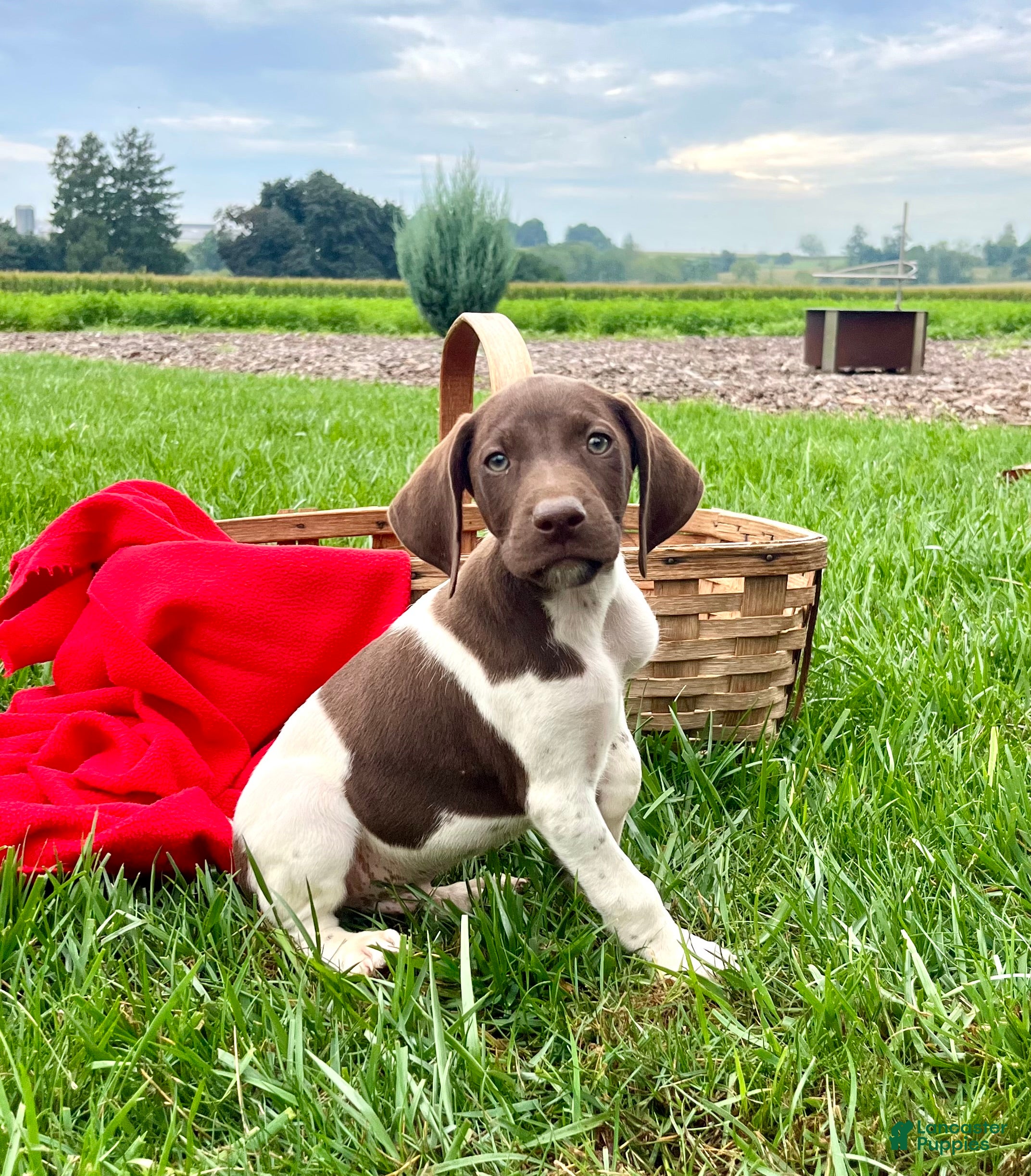 German Shorthaired Pointer dogs Rocket❤️akc reg 🐾 text or call today - Ad 1