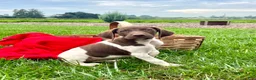 German Shorthaired Pointer dogs for sale: Rocket❤️akc reg 🐾 text or call today - Ad 2