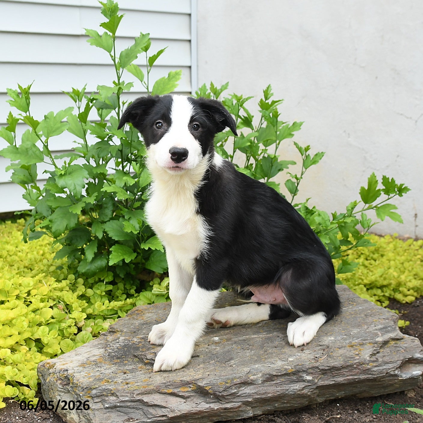 Border Collie dogs Herman - Ad 1