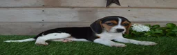 Beagle dogs for sale: Queen - Ad 3