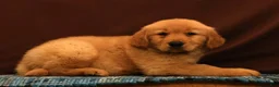 Golden Retriever dogs for sale: Evan - Ad 6