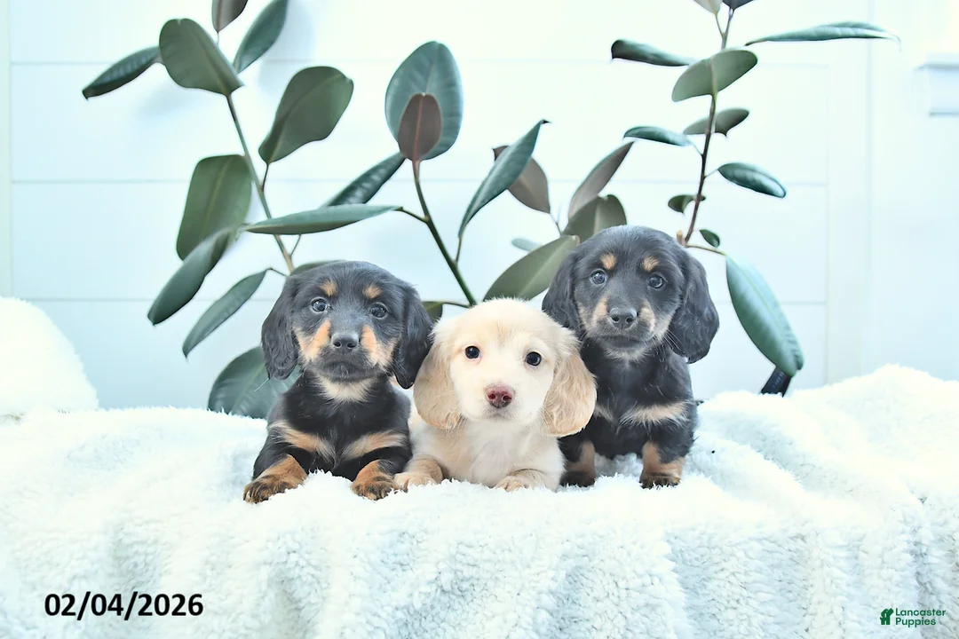 Miniature Dachshund dogs for sale: Wallace - Ad 5
