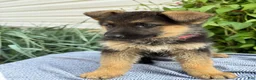 German Shepherd dogs for sale: Georgia - Ad 5