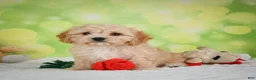 Cavachon dogs for sale: Lonnie - Ad 16