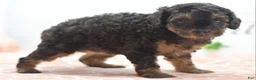 Toy Poodle dogs for sale: Shadow  - Ad 4