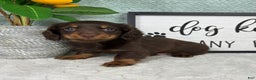 Miniature Dachshund dogs for sale: Drake - Ad 3