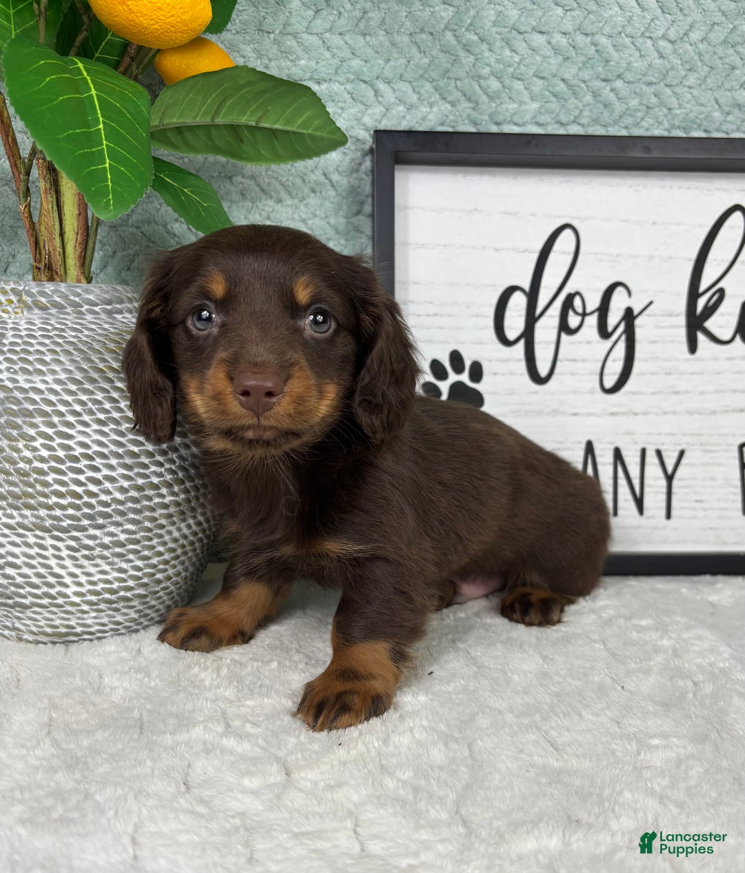Miniature Dachshund dogs for sale: Drake - Ad 3