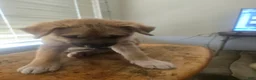 Mixed Breed dogs for sale: gray bear - Ad 3