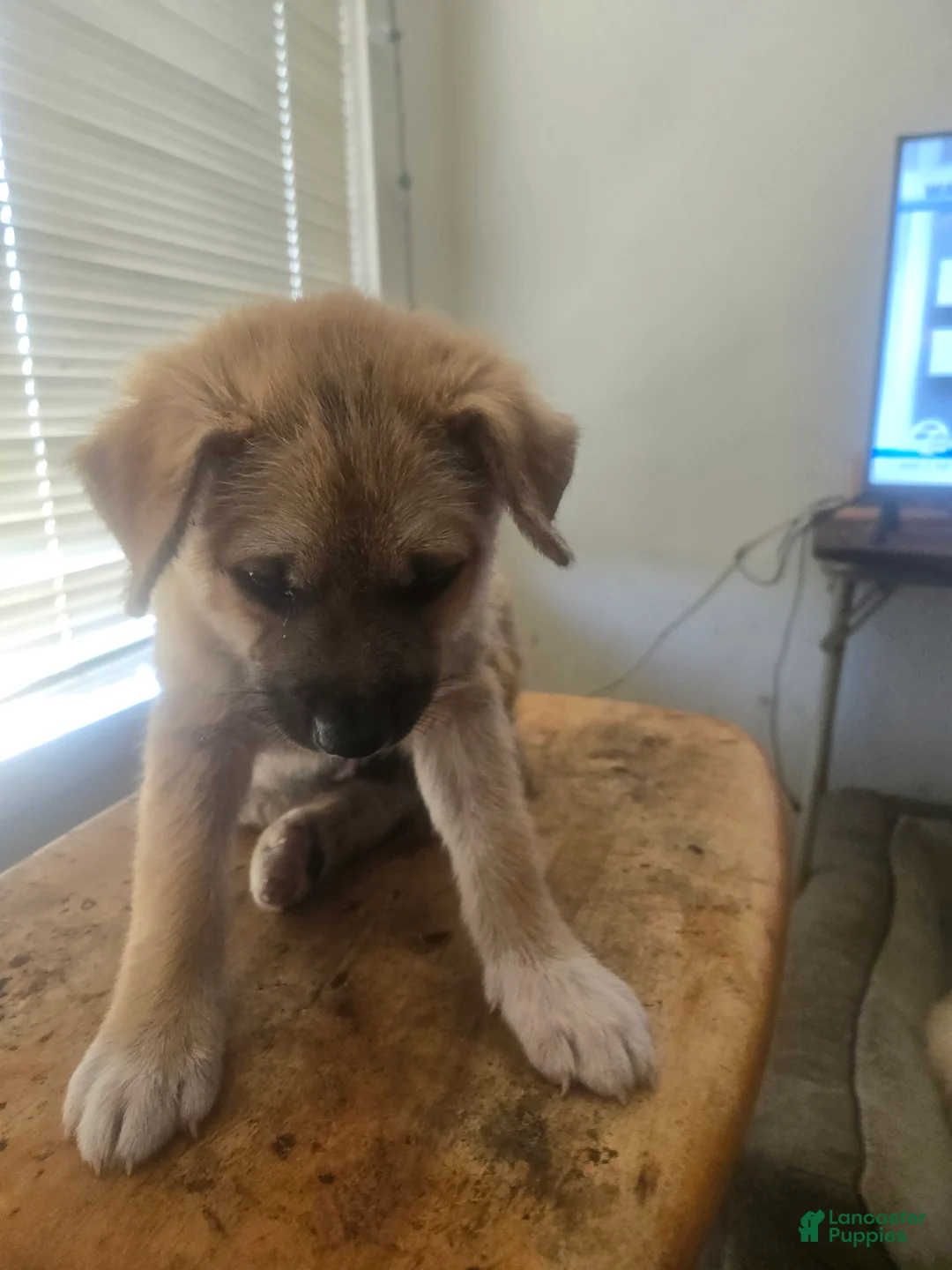Mixed Breed dogs for sale: sweet pea - Ad 3