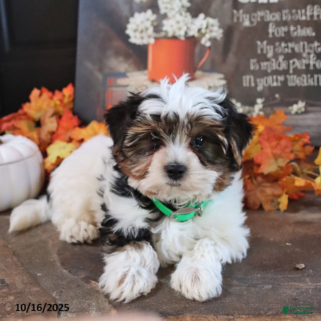 Biewer Terrier dogs for sale: Prince   - Ad 4