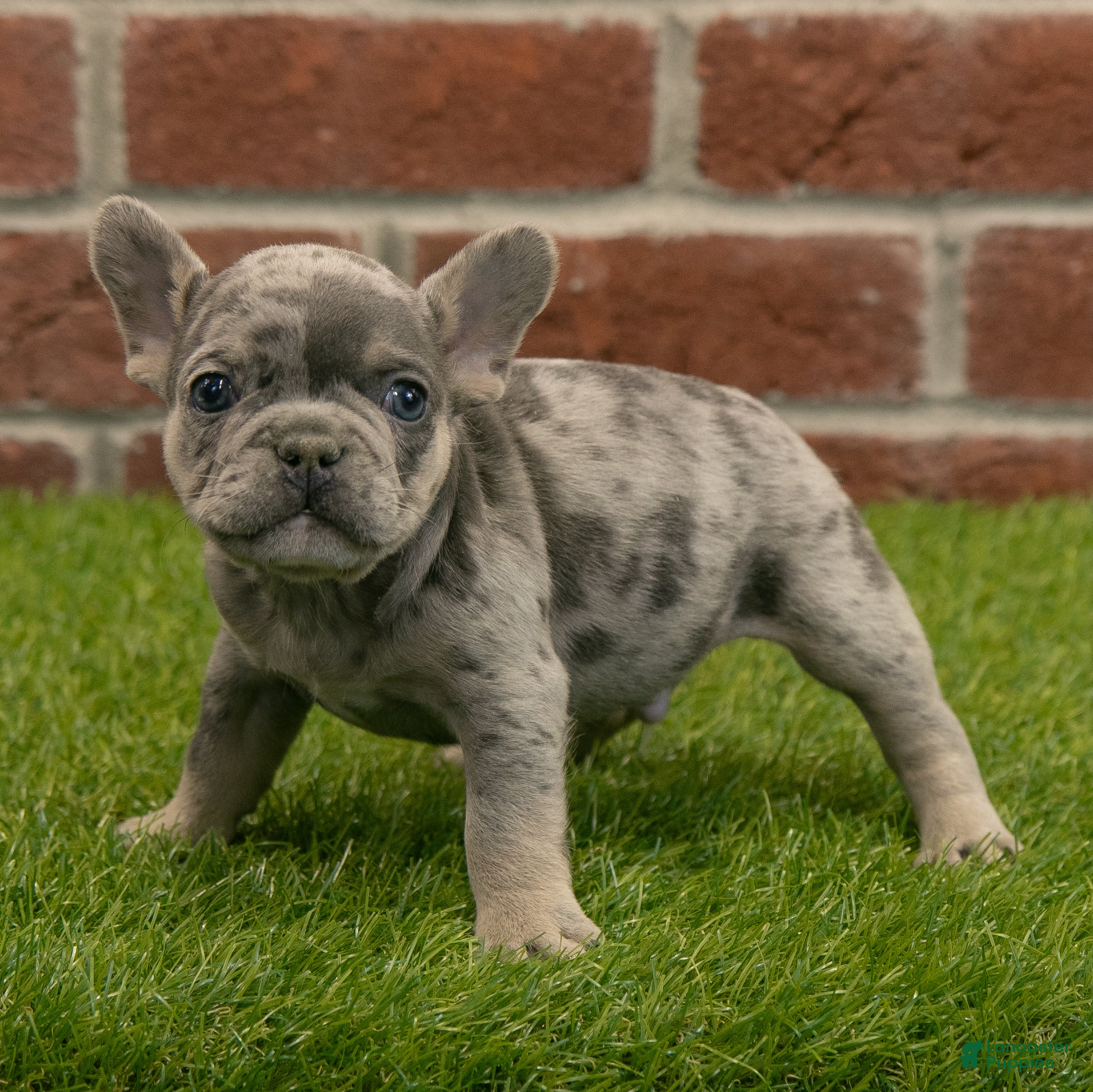 French Bulldog dogs Gus - Ad 10